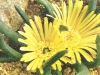 Glottiphyllum arrectum