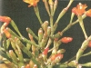 Hatiora salicornioides