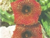 Huernia transmutata