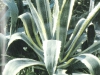 Agave americana