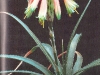 Aloe woolliana and Aloe arborescens