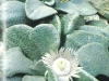 Aloinopsis rosulata