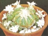 Aztekium ritteri