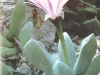 Cerochlamys pachyphylla