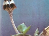 Ceropegia nilotica