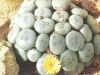 Conophytum flavum