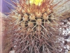 Copiapoa echinoides