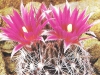 Coryphantha vivipara var. arizonica