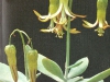 Cotyledon orbiculata