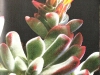 Echeveria pulvinata