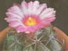 Echinocactus horizonthalonius