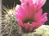 Echinocereus fendleri var. rectispinus