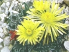 Faucaria tuberculosa