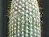 Espostoa lanata var. mocupensis