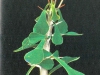 Euphorbia bevilaniensis