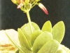 Kalanchoe farinacea