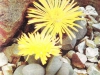 Lapidaria margaretae