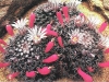 Mammillaria hemisphaerica