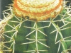 Melocactus melocactoides