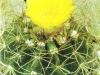 Notocactus megapotamicus