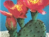 Opuntia basilaris var ramosa