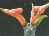 Pedilanthus carinatus