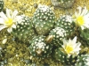 Pediocactus knowltonii