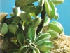 Peperomia asperula