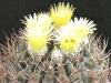 Pyrrhocactus bulbocalyx