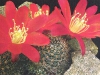 Rebutia spegazziniana var atroviridis