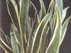 Sansevieria trifasciata var laurentii