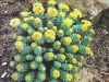 Sedum roseum