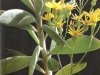 Senecio crassissimus