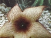 Stapelia nobilis