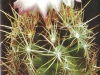 Thelocactus bicolor