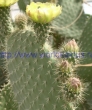 opuntia-leucotricha-dc