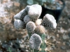 austrocylindropuntia-clavarioides