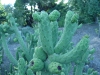 austrocylindropuntia-cylindrica