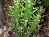 austrocylindropuntia-subulata