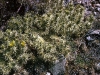 cylindropuntia-tunicata