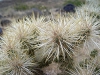 cylindropuntia