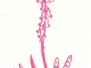 Gasteria maculata Haw