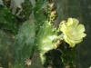 opuntia-anacantha