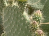 opuntia-leucotricha-dc