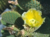 opuntia-microdasys