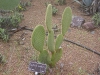 opuntia-scheeri