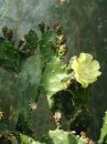 opuntia-anacantha