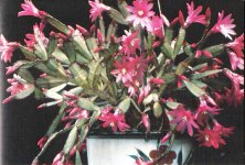 Rhipsalidopsis rosea