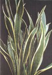 Sansevieria trifasciata var laurentii
