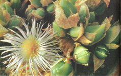 Sceletium compactum